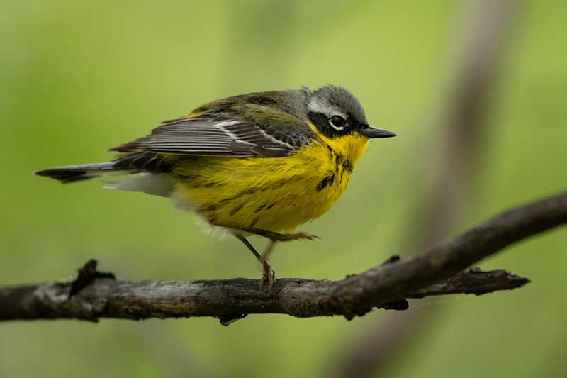 Bird Watching